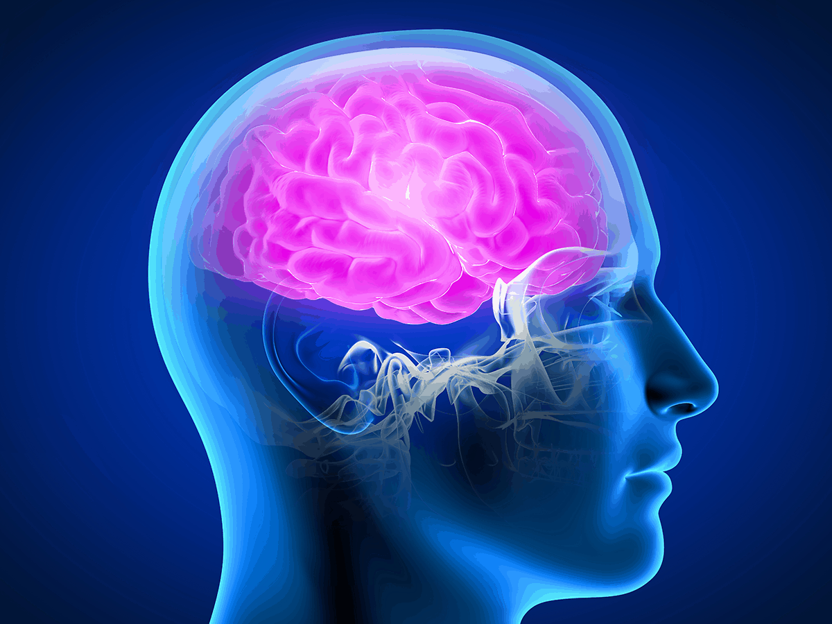 3D rendering of brain in skull